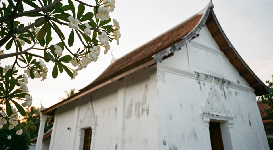 Whitewashed temple wall and sloped roof line of a northern Thai meditation monastery framed by frangipani branches in soft evening light